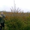 picea_abies (4)
